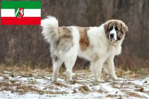 Mehr über den Artikel erfahren Mastín del Pirineo Züchter und Welpen in Nordrhein-Westfalen