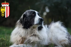 Mehr über den Artikel erfahren Mastín del Pirineo Züchter und Welpen in Oberösterreich