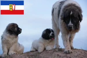 Mehr über den Artikel erfahren Mastín del Pirineo Züchter und Welpen in Schleswig-Holstein