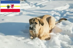 Mehr über den Artikel erfahren Mastín Español Züchter und Welpen in Mecklenburg-Vorpommern