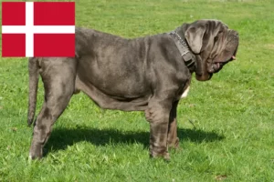 Mehr über den Artikel erfahren Mastino Napoletano Züchter und Welpen in Dänemark