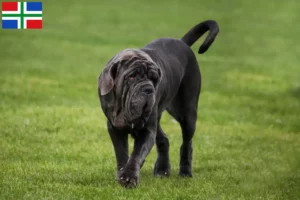 Mehr über den Artikel erfahren Mastino Napoletano Züchter und Welpen in Groningen