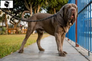 Mehr über den Artikel erfahren Mastino Napoletano Züchter und Welpen auf Korsika