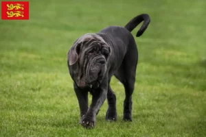 Mehr über den Artikel erfahren Mastino Napoletano Züchter und Welpen in der Normandie