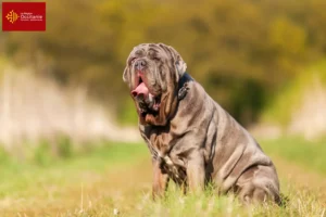 Mehr über den Artikel erfahren Mastino Napoletano Züchter und Welpen in Okzitanien