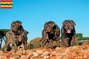 Mehr über den Artikel erfahren Mastino Napoletano Züchter und Welpen in Overijssel