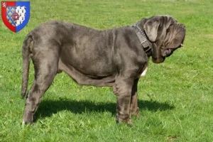 Mehr über den Artikel erfahren Mastino Napoletano Züchter und Welpen in Pays de la Loire