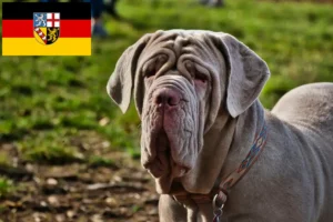 Mehr über den Artikel erfahren Mastino Napoletano Züchter und Welpen im Saarland