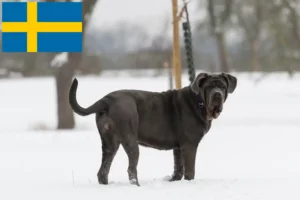 Mehr über den Artikel erfahren Mastino Napoletano Züchter und Welpen in Schweden