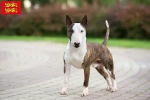 Mehr über den Artikel erfahren Miniature Bull Terrier Züchter und Welpen in der Normandie