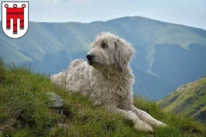 Mehr über den Artikel erfahren Mioritic Züchter und Welpen in Vorarlberg