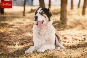 Mehr über den Artikel erfahren Mittelasiatischer Schäferhund Züchter und Welpen in Okzitanien