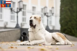 Mehr über den Artikel erfahren Mittelasiatischer Schäferhund Züchter und Welpen in Südmähren