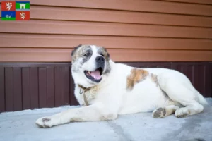 Mehr über den Artikel erfahren Mittelasiatischer Schäferhund Züchter und Welpen in Ústí