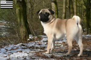 Mehr über den Artikel erfahren Mops Züchter und Welpen in der Bretagne