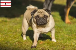 Mehr über den Artikel erfahren Mops Züchter und Welpen in Drenthe