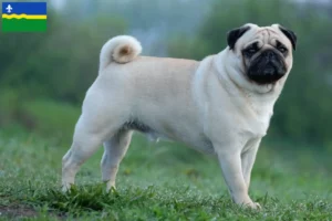 Mehr über den Artikel erfahren Mops Züchter und Welpen in Flevoland