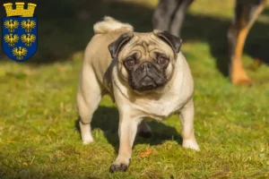 Mehr über den Artikel erfahren Mops Züchter und Welpen in Niederösterreich