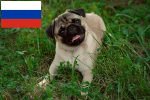 Mehr über den Artikel erfahren Mops Züchter und Welpen in Russland