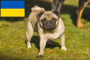 Mehr über den Artikel erfahren Mops Züchter und Welpen in der Ukraine