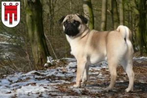 Mehr über den Artikel erfahren Mops Züchter und Welpen in Vorarlberg