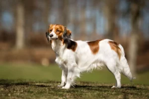 Mehr über den Artikel erfahren Nederlandse Kooikerhondje Züchter