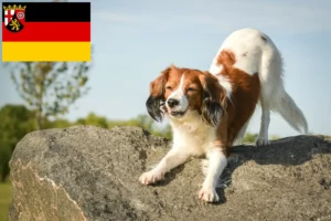 Mehr über den Artikel erfahren Nederlandse Kooikerhondje Züchter und Welpen in Rheinland-Pfalz