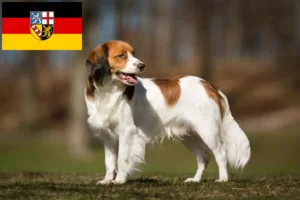 Mehr über den Artikel erfahren Nederlandse Kooikerhondje Züchter und Welpen im Saarland