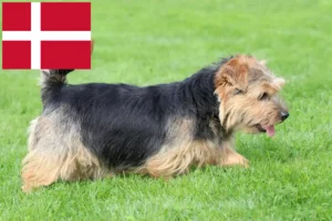 Mehr über den Artikel erfahren Norfolk Terrier Züchter und Welpen in Dänemark