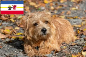 Mehr über den Artikel erfahren Norfolk Terrier Züchter und Welpen in Mecklenburg-Vorpommern