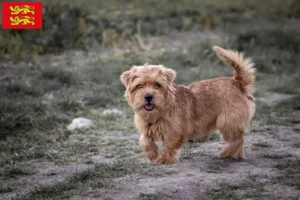 Mehr über den Artikel erfahren Norfolk Terrier Züchter und Welpen in der Normandie