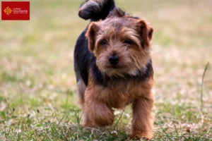 Mehr über den Artikel erfahren Norfolk Terrier Züchter und Welpen in Okzitanien