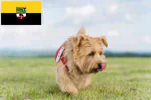 Mehr über den Artikel erfahren Norfolk Terrier Züchter und Welpen in Sachsen-Anhalt