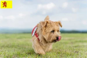 Mehr über den Artikel erfahren Norfolk Terrier Züchter und Welpen in Südholland