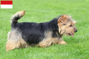 Mehr über den Artikel erfahren Norfolk Terrier Züchter und Welpen in Wien