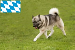 Mehr über den Artikel erfahren Norwegischer Buhund Züchter und Welpen in Bayern