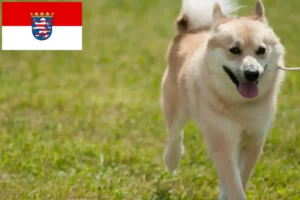 Mehr über den Artikel erfahren Norwegischer Buhund Züchter und Welpen in Hessen