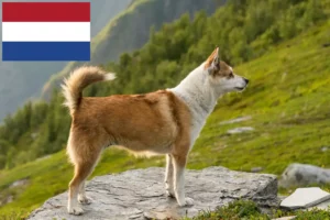 Mehr über den Artikel erfahren Norwegischer Lundehund Züchter und Welpen in den Niederlanden