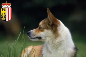 Mehr über den Artikel erfahren Norwegischer Lundehund Züchter und Welpen in Oberösterreich