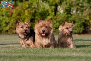 Mehr über den Artikel erfahren Norwich Terrier Züchter und Welpen in Bourgogne-Franche-Comté