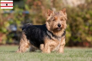 Mehr über den Artikel erfahren Norwich Terrier Züchter und Welpen in Drenthe