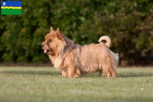 Mehr über den Artikel erfahren Norwich Terrier Züchter und Welpen in Flevoland