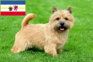 Mehr über den Artikel erfahren Norwich Terrier Züchter und Welpen in Mecklenburg-Vorpommern