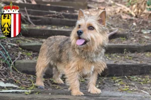 Mehr über den Artikel erfahren Norwich Terrier Züchter und Welpen in Oberösterreich