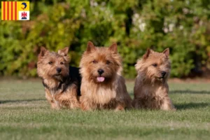 Mehr über den Artikel erfahren Norwich Terrier Züchter und Welpen in der Provence-Alpes-Côte d’Azur