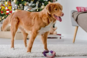 Mehr über den Artikel erfahren Nova Scotia Duck Tolling Retriever Züchter und Welpen in Kärnten