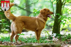 Mehr über den Artikel erfahren Nova Scotia Duck Tolling Retriever Züchter und Welpen in Salzburg