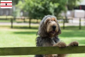 Mehr über den Artikel erfahren Otterhund Züchter und Welpen in Drenthe