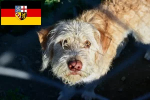 Mehr über den Artikel erfahren Otterhund Züchter und Welpen im Saarland