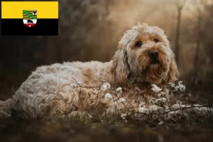 Mehr über den Artikel erfahren Otterhund Züchter und Welpen in Sachsen-Anhalt